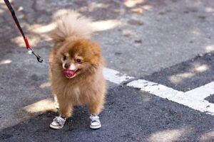 Dog wearing shoes from Wikimedia Commons