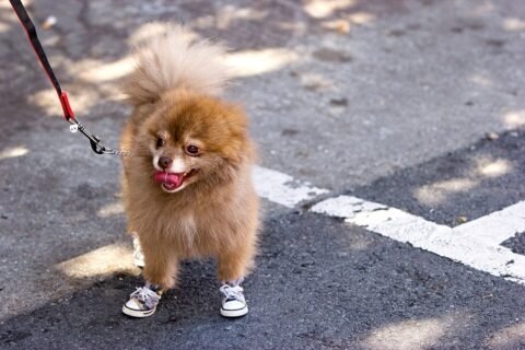 Dog wearing shoes from Wikimedia Commons